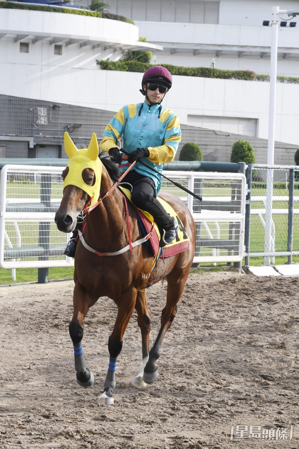 「智取神駒」終於去番最佳時，今仗有力贏馬重響勝鼓。