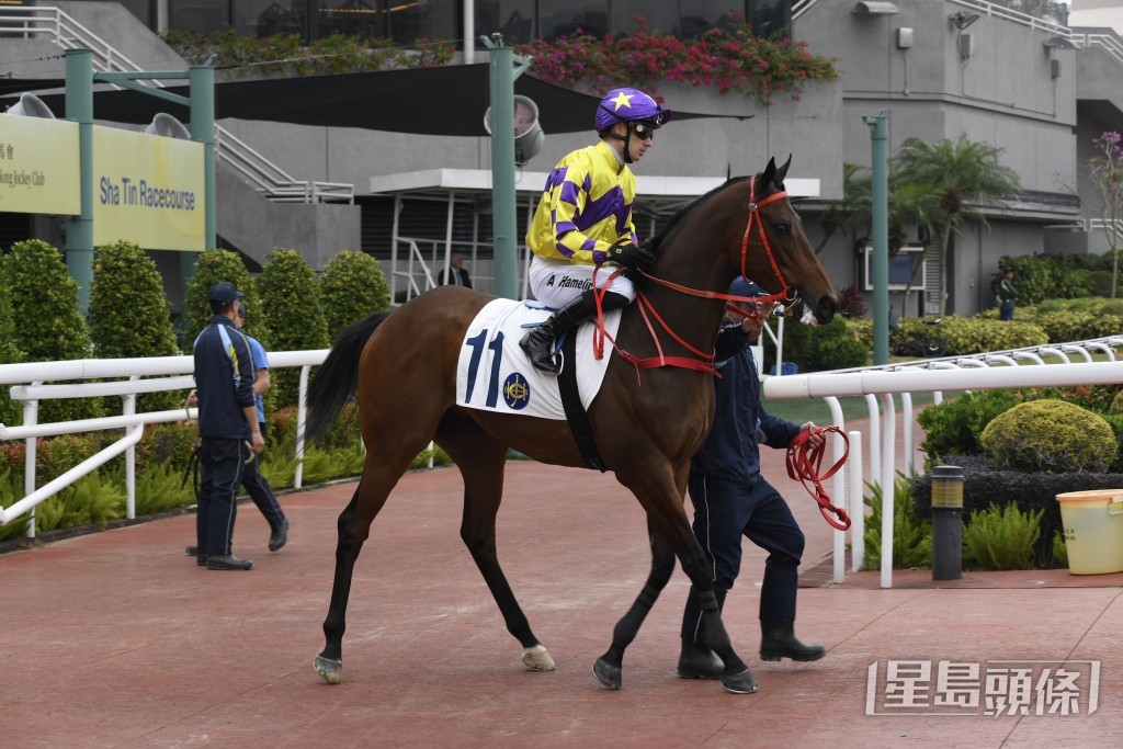 黃進達個人名下養有「旅遊高球」。