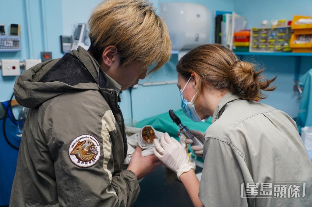 獸醫為紅角鴞檢查眼角膜。