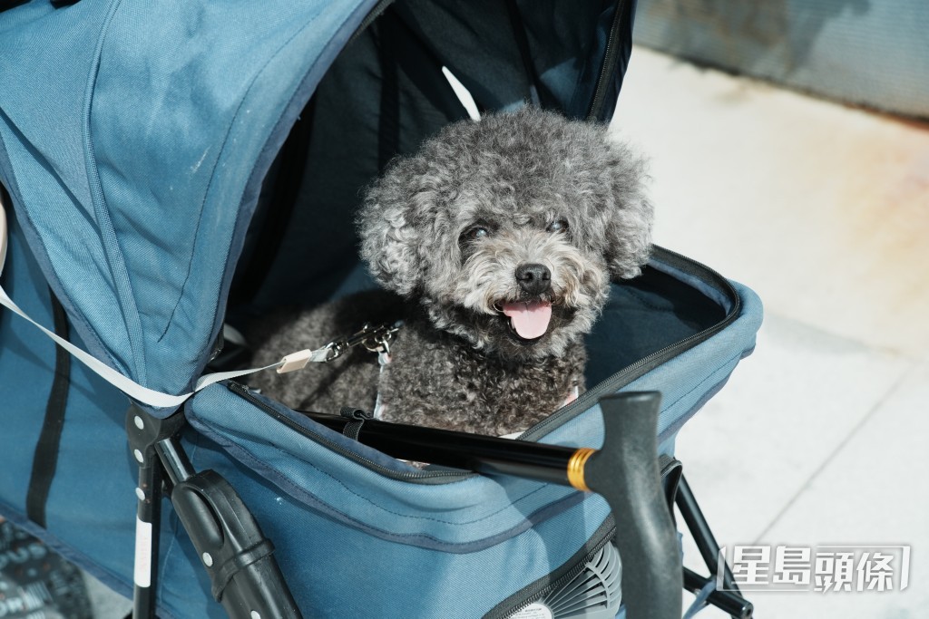 啟德是放狗勝地,不少狗主帶同愛犬到附近公園散步。大部分的狗主均有用狗繩拖實愛犬或將狗狗放入寵物車內。 啟德是放狗勝地,不少狗主帶同愛犬到附近公園散步。大部分的狗主均有用狗繩拖實愛犬或將狗狗放入寵物車內。