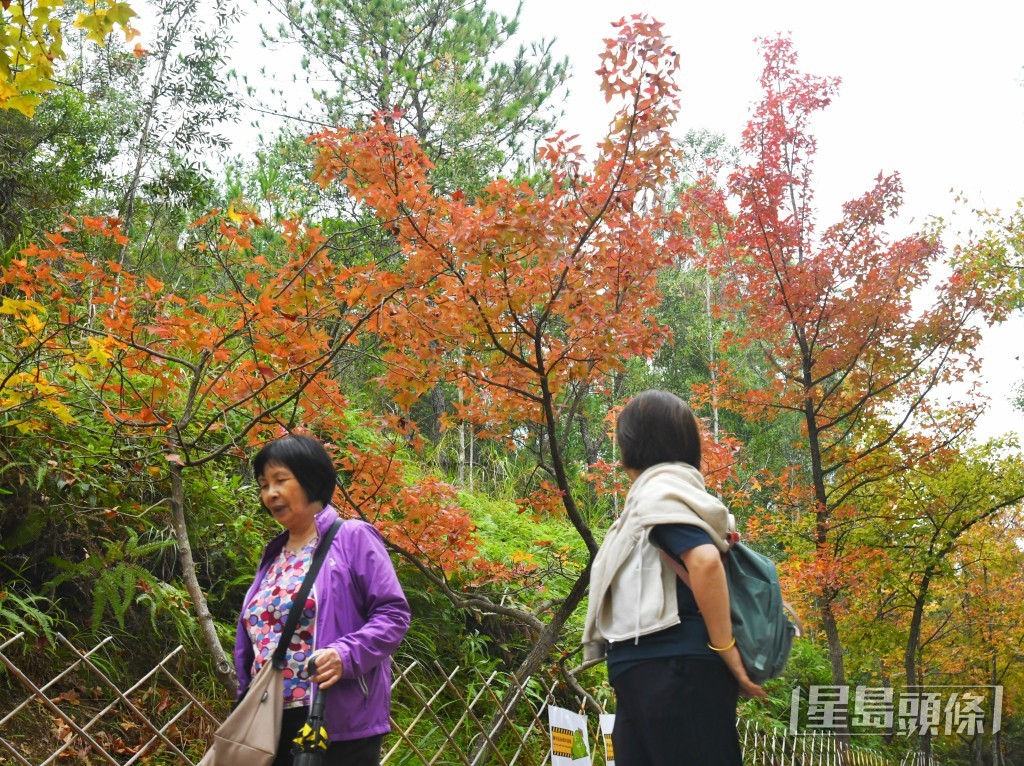 今年天氣變化異常，上月某幾天突然變冷，紅葉一下子變紅，但本月至今仍和暖，故楓香葉仍維持綠色。