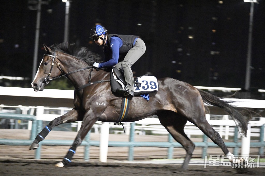 「榮耀掌星」專注淡定雙目有神，進度愈來愈好。