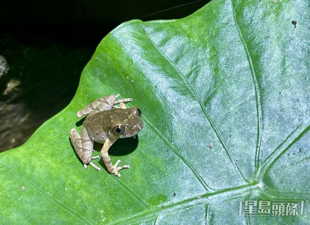 「劉氏掌突蟾」是以劉惠寧命名，表揚他對華南地區兩棲動物研究的貢獻。