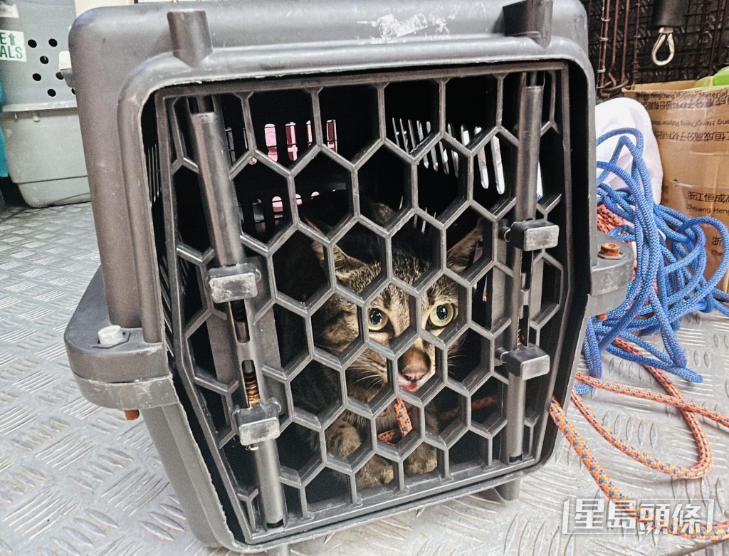 獲救貓咪精神狀態不俗。 獲救貓咪精神狀態不俗。