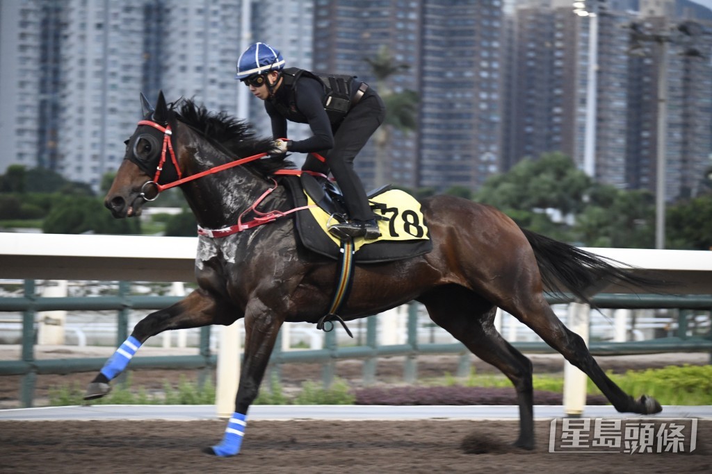 「南區旺」神態對辦走勢順暢，外觀相當吸引。