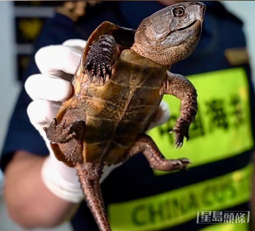 近年本港原生淡水龟遭非法偷猎及售卖日趋严重，有团体建议成立专职队伍巡逻打击。