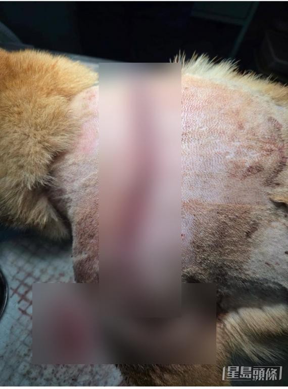 香港拯救貓狗協會職員Shelby稱,助養捐款主要用作支付動物的醫療及日常開支。 受訪者提供 香港拯救貓狗協會職員Shelby稱,助養捐款主要用作支付動物的醫療及日常開支。 受訪者提供