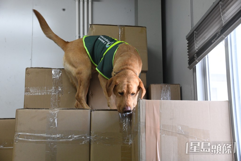 當貨物堆疊過高、人員無法觸及時,領犬員會放鬆牽繩,指引偵緝犬攀上貨堆進行搜查。 當貨物堆疊過高、人員無法觸及時,領犬員會放鬆牽繩,指引偵緝犬攀上貨堆進行搜查。