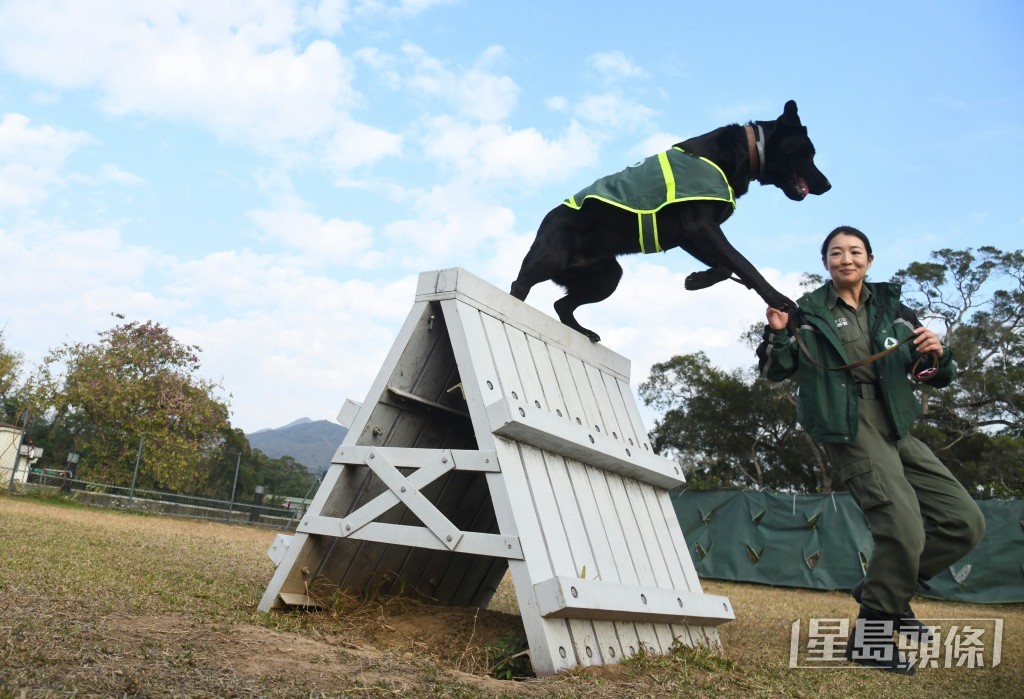 偵緝犬Glen即場示範跳躍訓練。 偵緝犬Glen即場示範跳躍訓練。