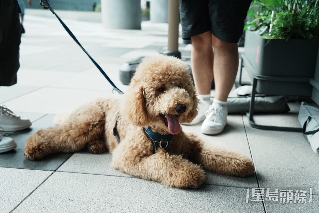 啟德是放狗勝地,不少狗主帶同愛犬到附近公園散步。大部分的狗主均有用狗繩拖實愛犬或將狗狗放入寵物車內。 啟德是放狗勝地,不少狗主帶同愛犬到附近公園散步。大部分的狗主均有用狗繩拖實愛犬或將狗狗放入寵物車內。