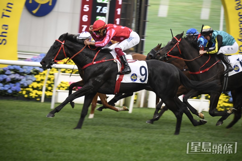 「紅衣醒目」今次再跑同程，將全力爭取連捷。