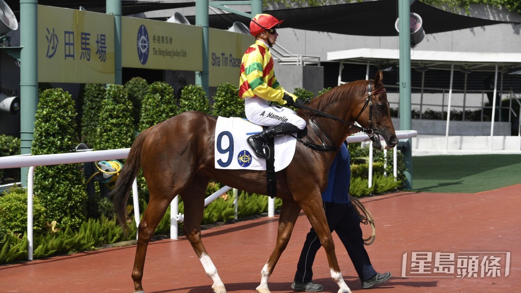 「得力寶駒」今次排四檔可望在有利的位置競跑，有力交出好表現。