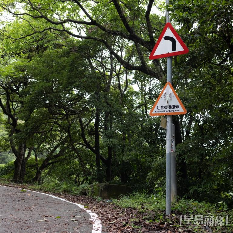 有市民自發於飛鵝山道的香港瘰螈「路殺」黑點設提示牌。