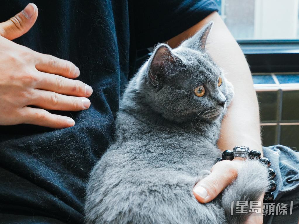 李健禧在中環健身室飼養一隻名為「太郎」的灰色幼貓。
