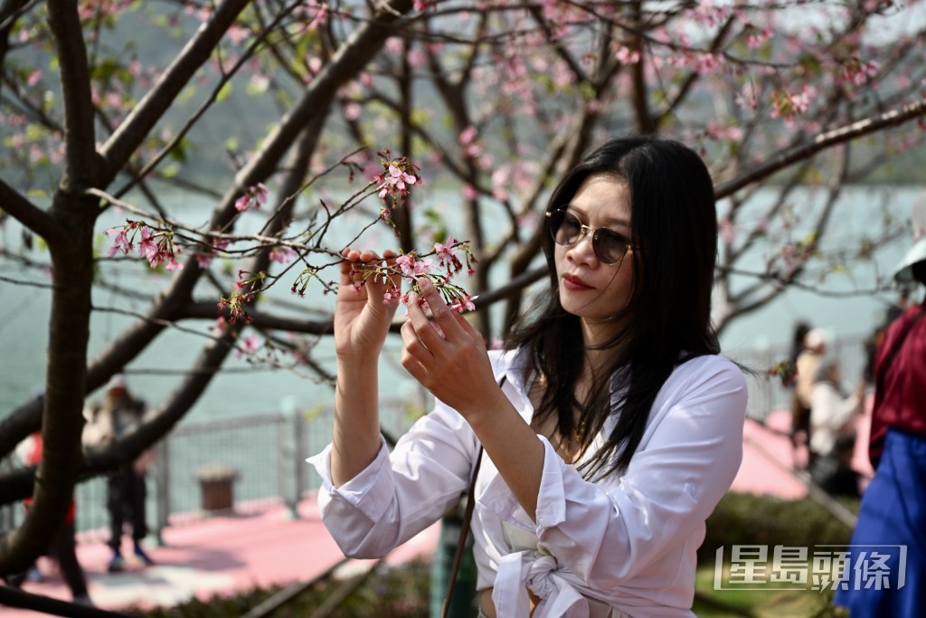 大批市民及旅客賞花「打卡」。 大批市民及旅客賞花「打卡」。