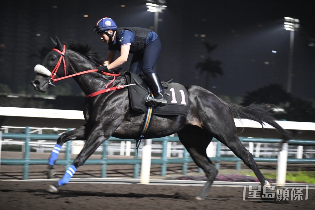 「忠诚宝宝」神色活跃火气旺盛，状态有进无退。