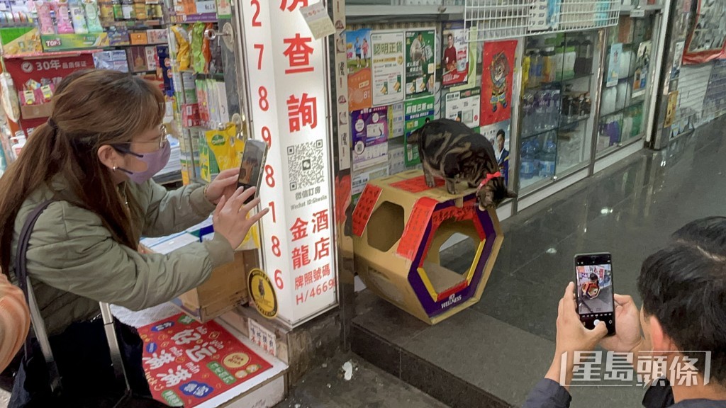 阻B安全回家，貓迷爭相拍照。楊偉亨攝