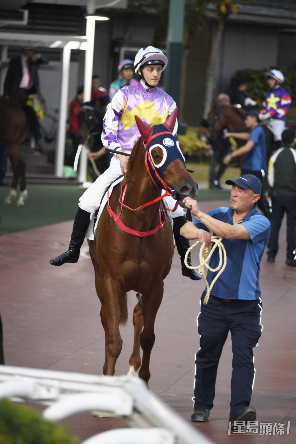 「紫荊盛勢」早前試泥閘的走勢，顯示牠的體力狀態已回復。