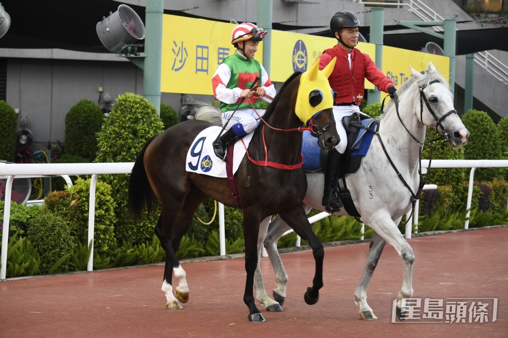  「元朗精英」今戰未有快馬，大有機會主宰步速，輕鬆一放到底。