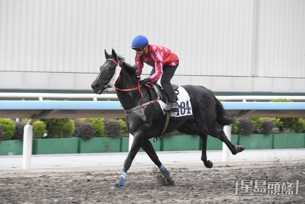 「紅衣醒目」馬身壯全身肌肉，步挺順暢力度充沛。