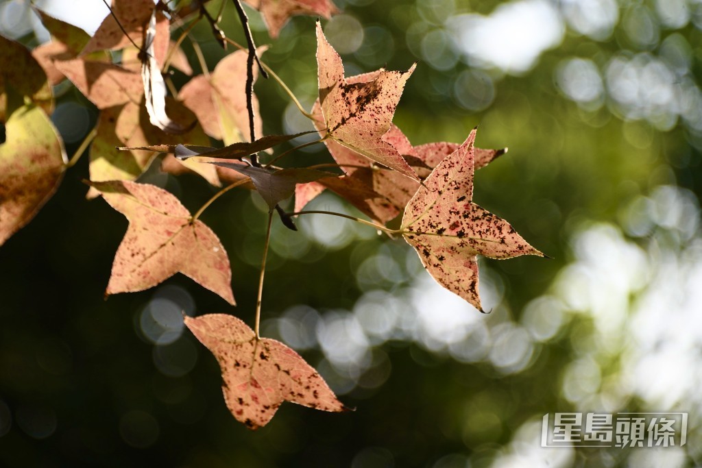 大棠楓香林紅葉。陳浩元攝