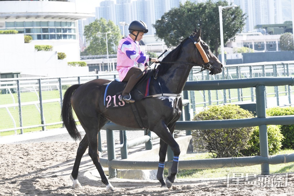 「君智盛」今朝耙地前安排出跳極具睇頭。