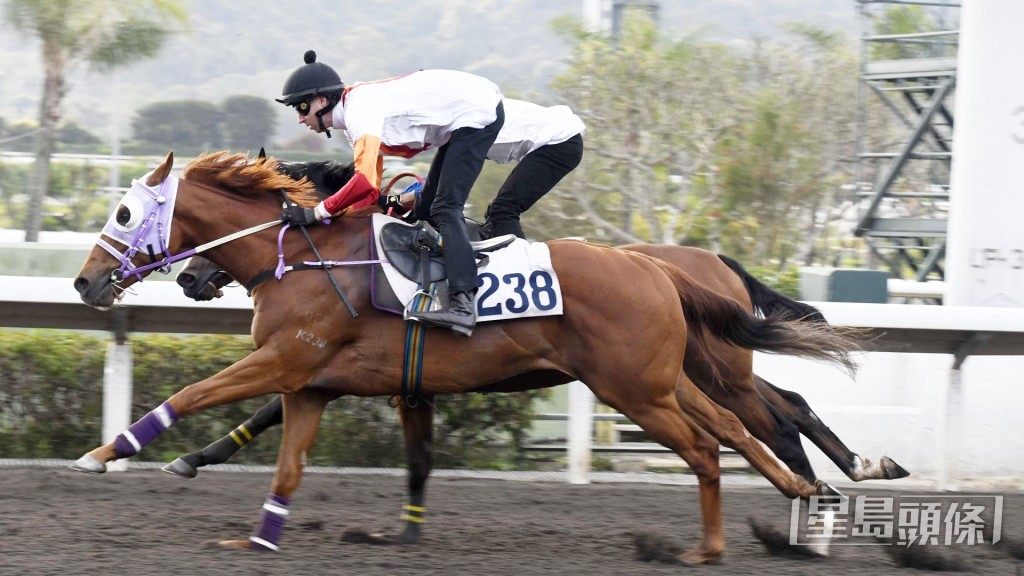 「臻至辰」扣住而馳心火湧現，外觀靚毛色金光閃閃。