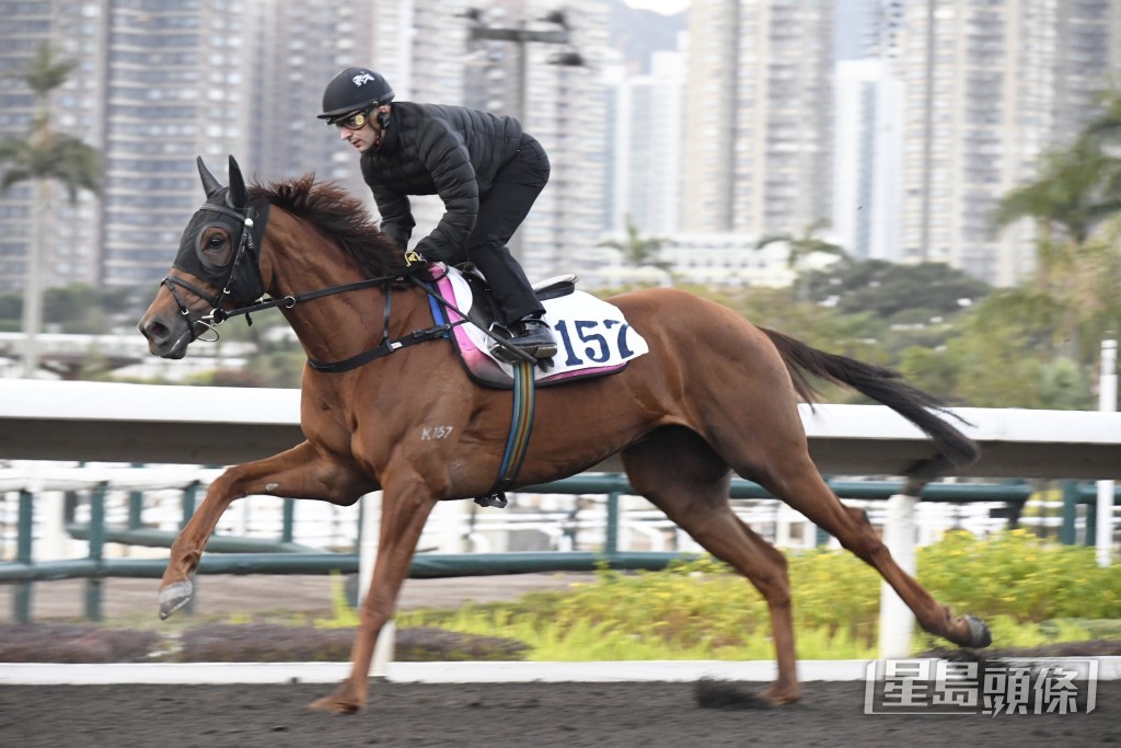 「勁勇皇駒」外觀駟正身夠扎實，力度持續提升。
