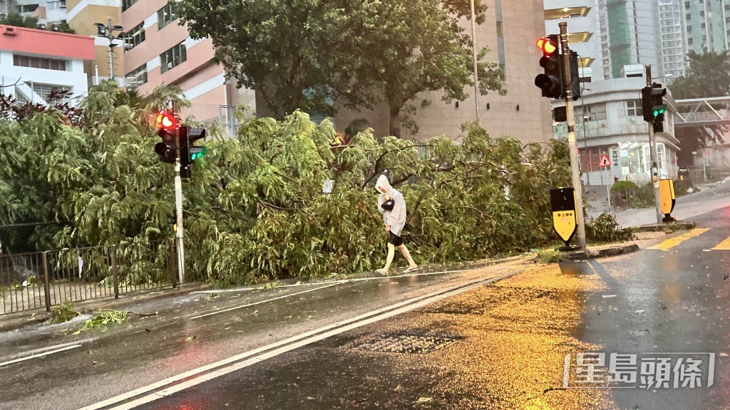 塌樹擋路，市民繞道而行。