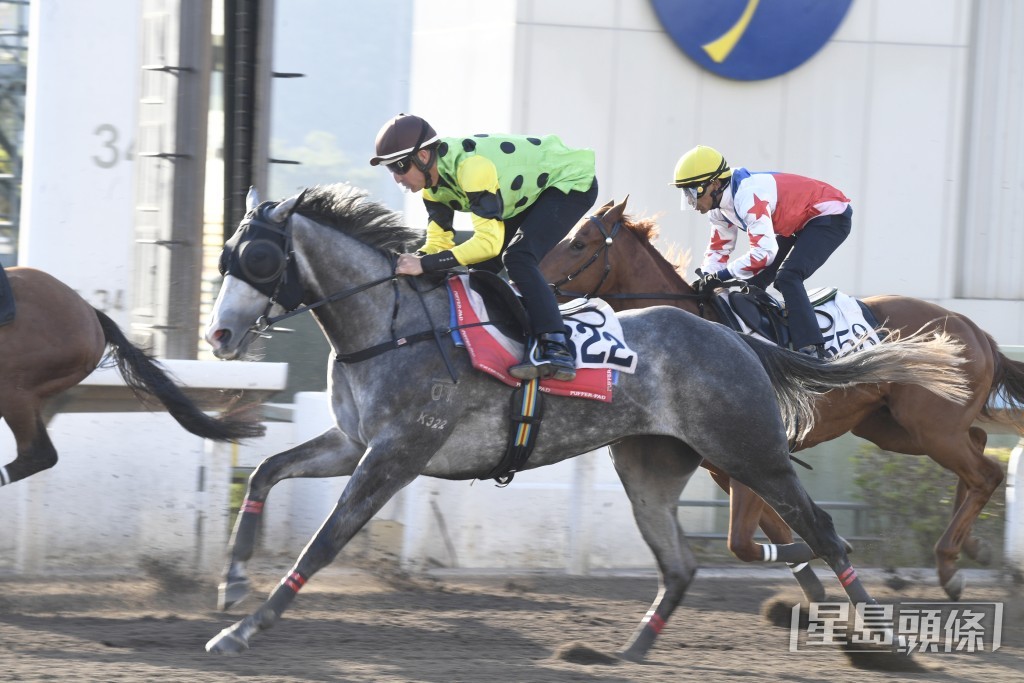  「當家精彩」目光炯炯有神，全程岳高頭走好神氣。