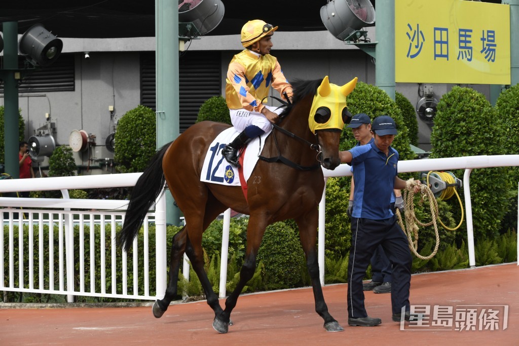 「金多囍」早前兩度試泥閘均走勢良好。