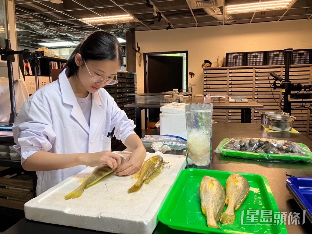 黃晞晴近年研究發現，本港野生黃花魚出現「食性轉換中斷」。 受訪者提供