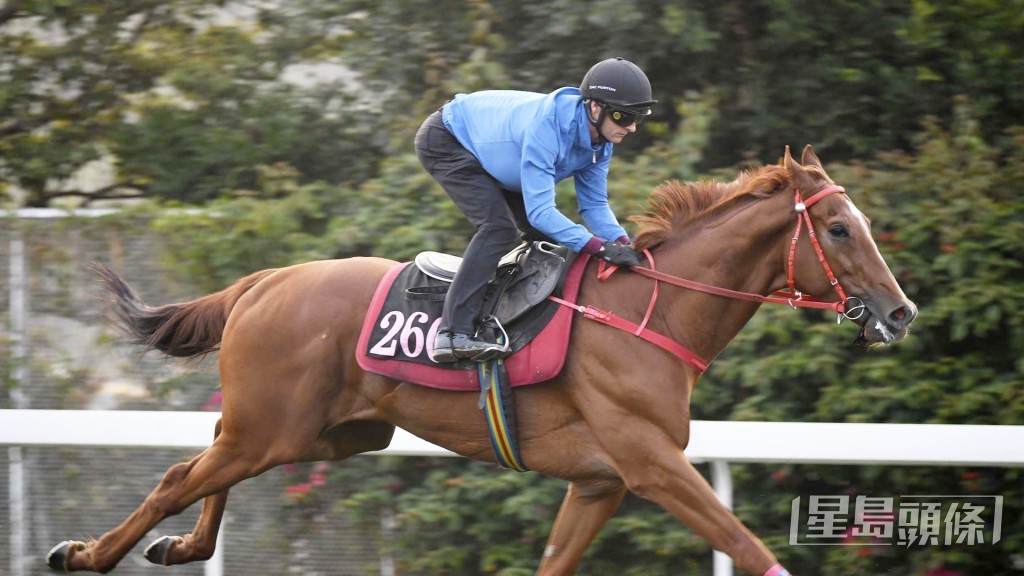 「香港神驹」担高头走相当神气，去番最佳时候。