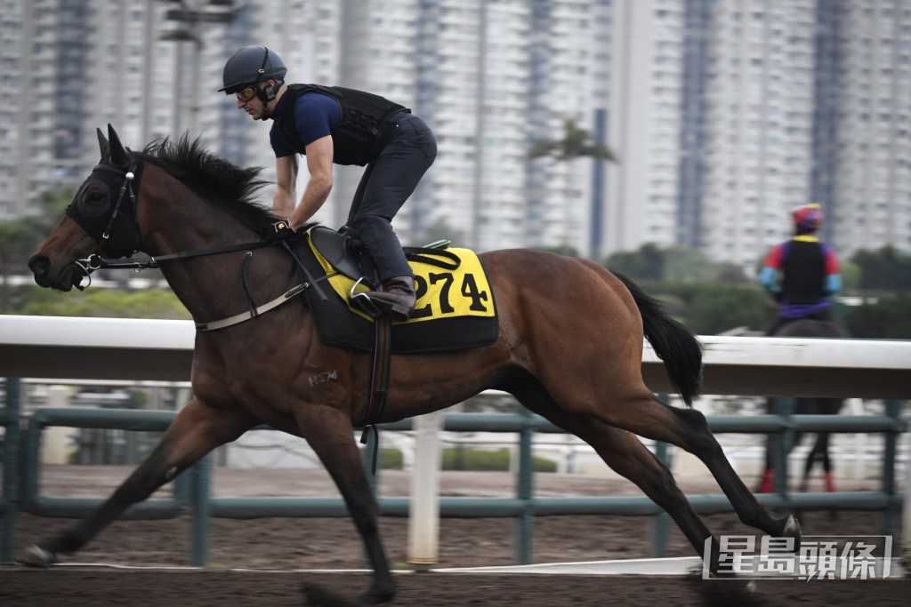 「幸運遇見」馬身收得靚有線條美，外觀引人。