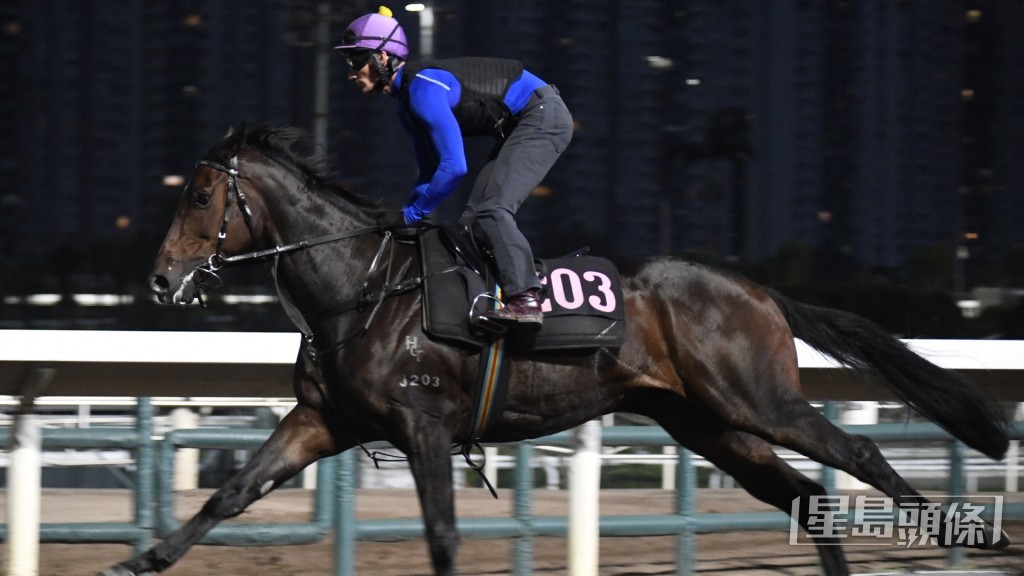 「勝意」馬身收得好靚全身肌肉，朝氣勃勃極具好感。