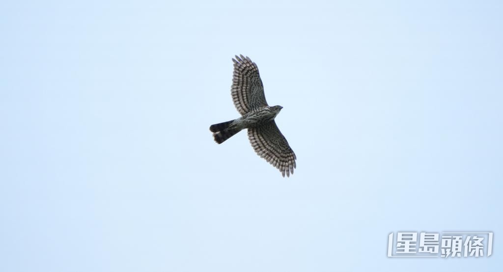 在屯門林間考察時，江珀墉曾遇到紅耳鵯遭松雀鳥（圖）捕獵的場面。