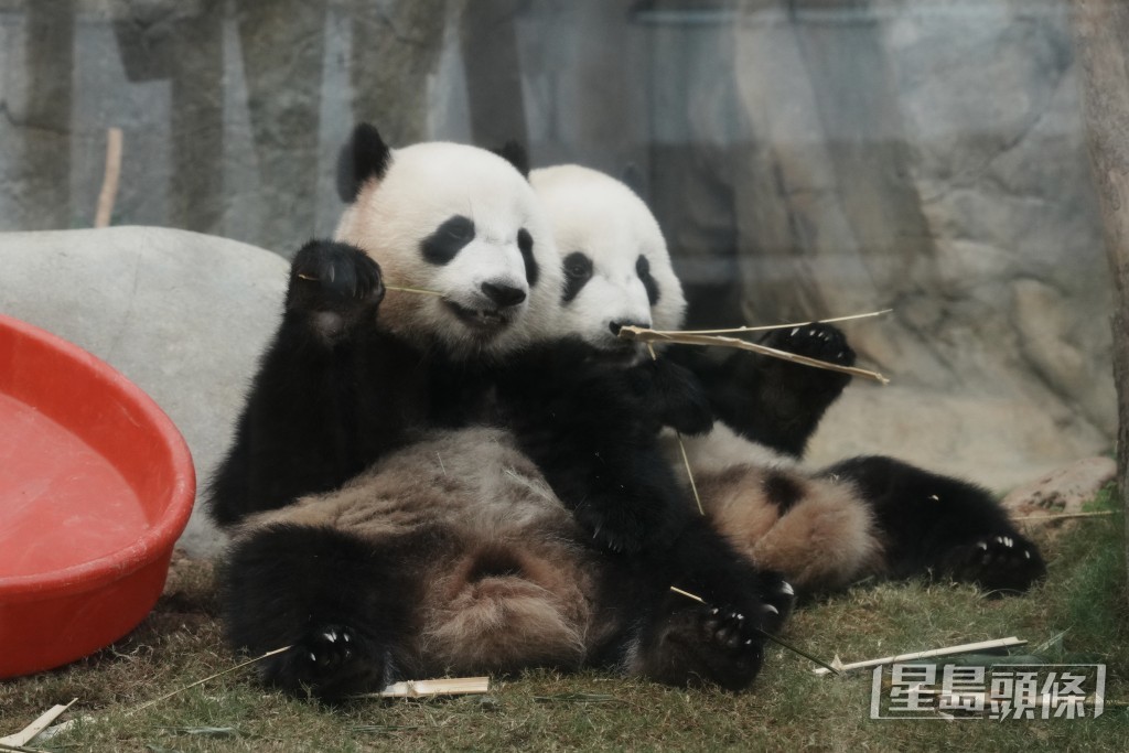 海洋公園現時每年需花費約4.8億元維持各項保育活動。 海洋公園現時每年需花費約4.8億元維持各項保育活動。