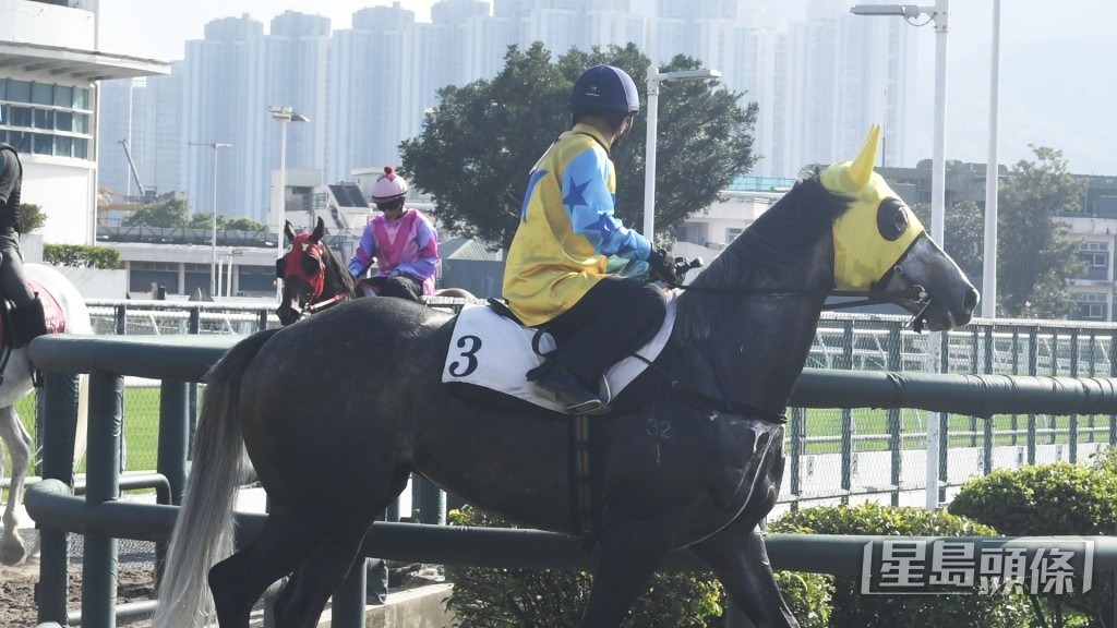  「康昌之星」灰馬身夠壯，神態活躍勇況已備。