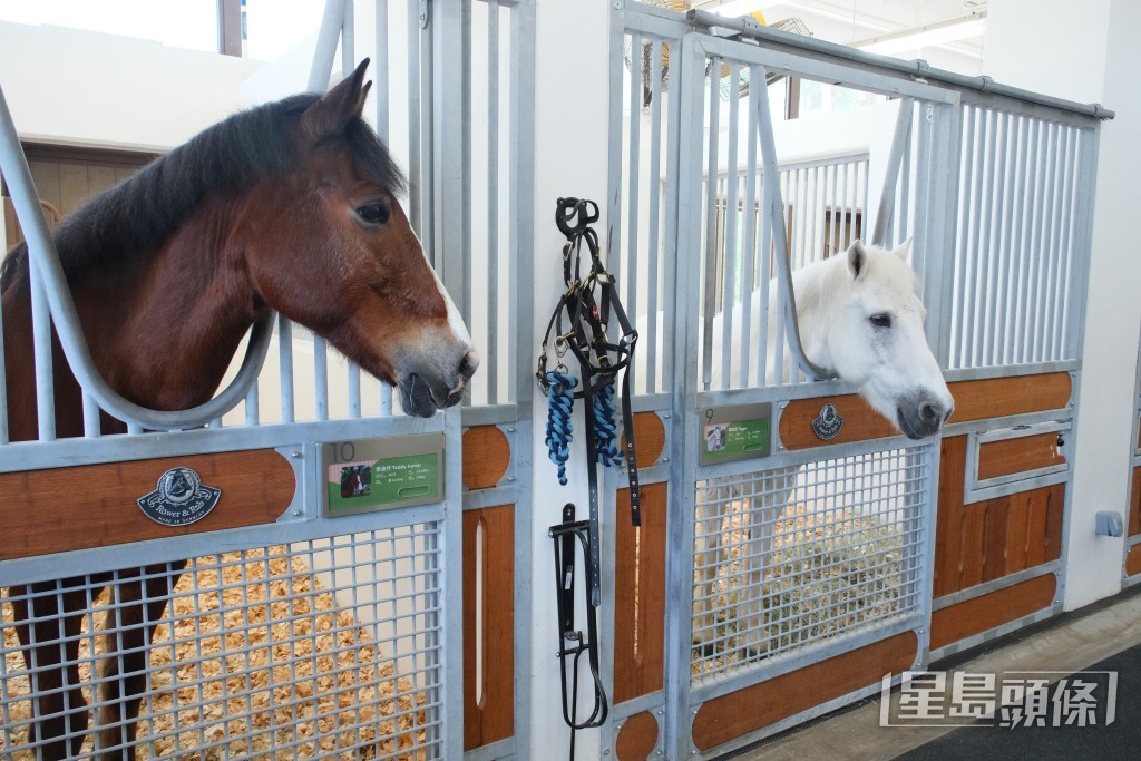 參加者亦可走進小馬的「居所」近距離接觸參觀馬房，學習馬匹的生活、飲食及基礎護理。