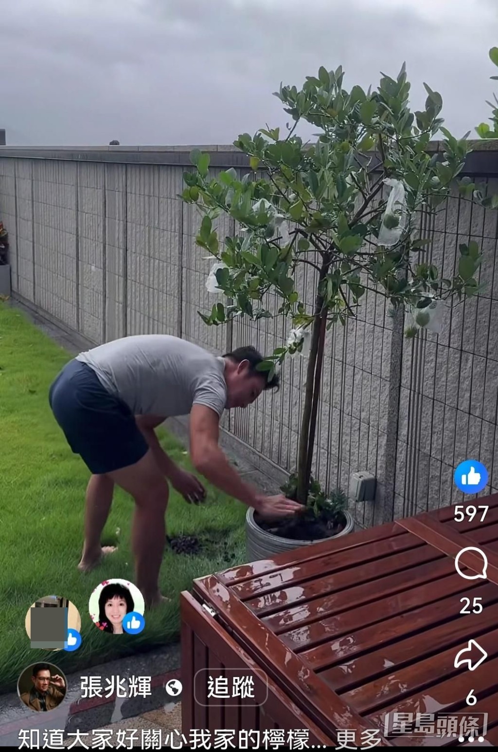 冒雨整理檸檬樹泥土。
