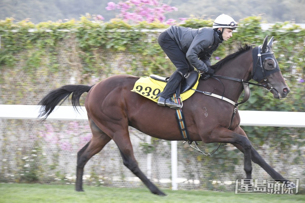 「泷泽飞驹」目光锐利火气仍盛，依然勇锐体力充沛。