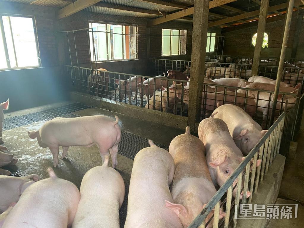 黃碩鋒看中種豬售價較高,投餵飼料較少,於2022年改養種豬。 受訪者提供 黃碩鋒看中種豬售價較高,投餵飼料較少,於2022年改養種豬。 受訪者提供