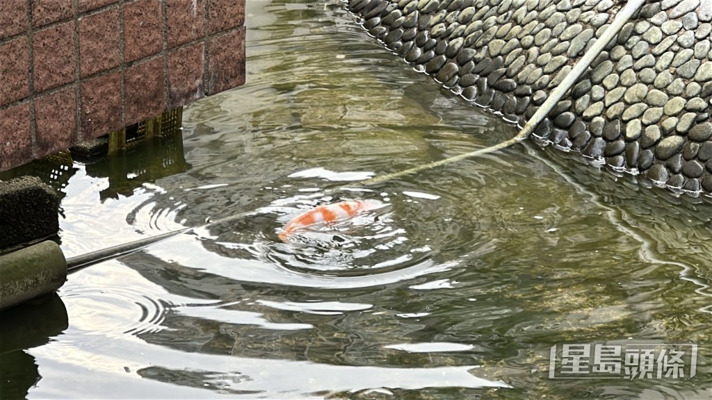 池中養有錦鯉。劉漢權攝
