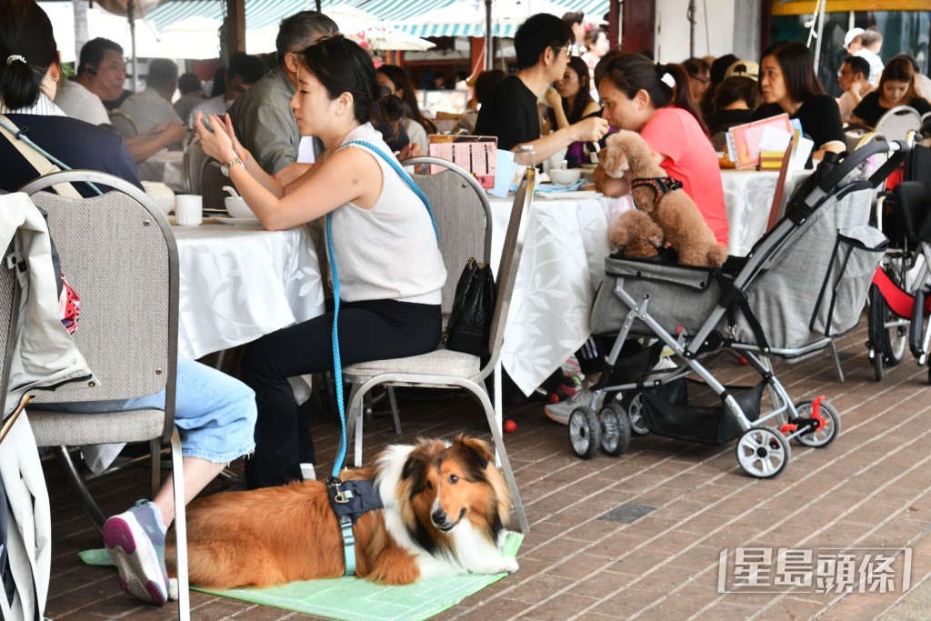 指引建議每名成人不宜攜帶多於兩隻狗隻,並須以牽引帶控制狗隻。資料圖片 指引建議每名成人不宜攜帶多於兩隻狗隻,並須以牽引帶控制狗隻。資料圖片