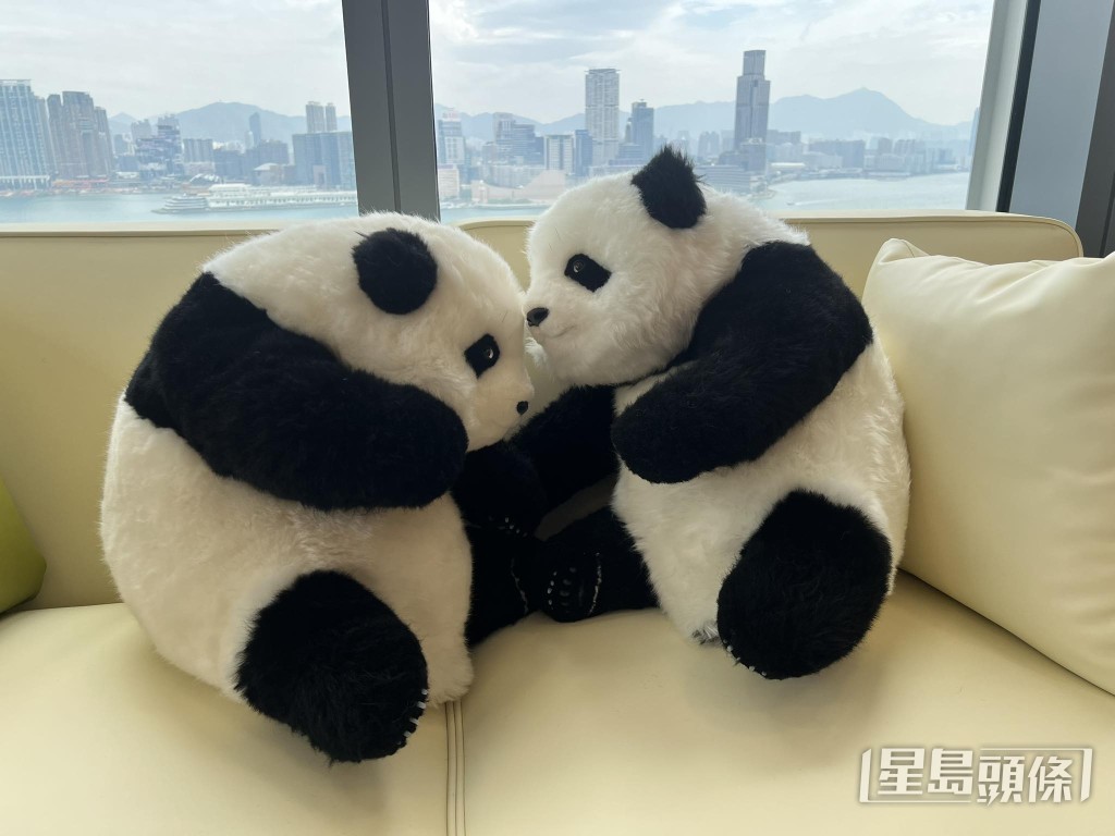 羅淑佩家中一對小熊貓竊竊私語。羅淑佩fb