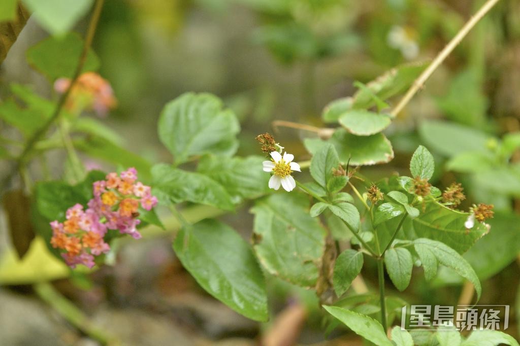本港郊野蘊藏中草藥,圖為治濕疹及清熱解毒的馬纓丹及三葉鬼針草。 本港郊野蘊藏中草藥,圖為治濕疹及清熱解毒的馬纓丹及三葉鬼針草。