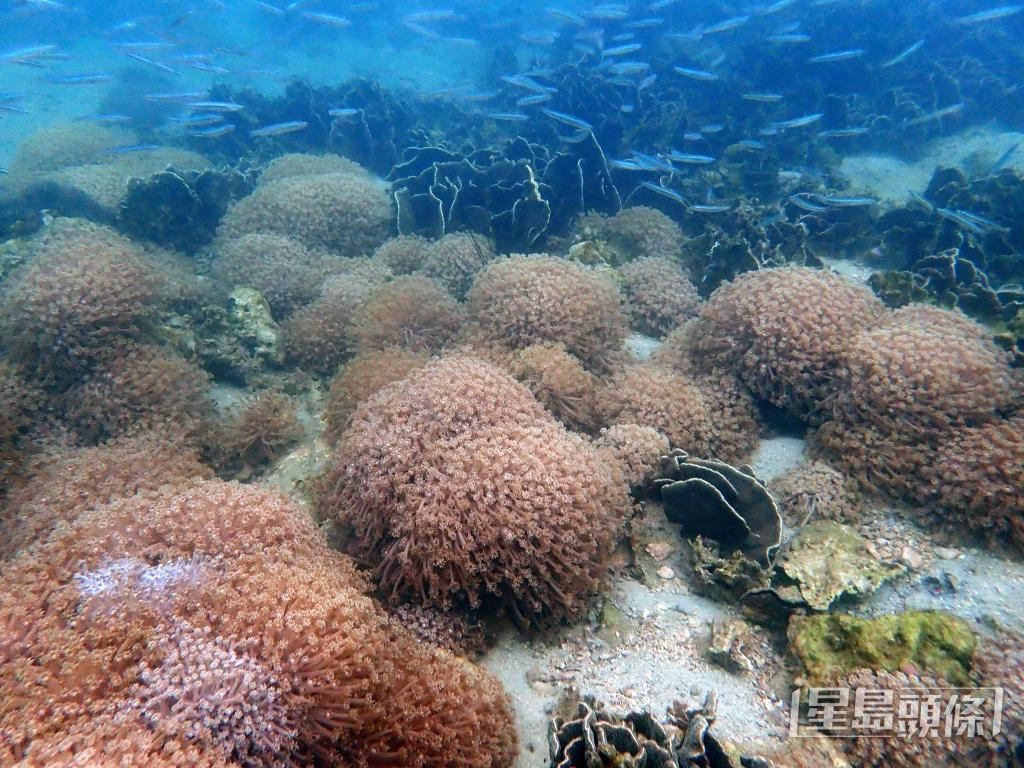 西貢海景區的橋咀郊遊徑早前曾出現旅客人潮及踐踏珊瑚事件。 西貢海景區的橋咀郊遊徑早前曾出現旅客人潮及踐踏珊瑚事件。