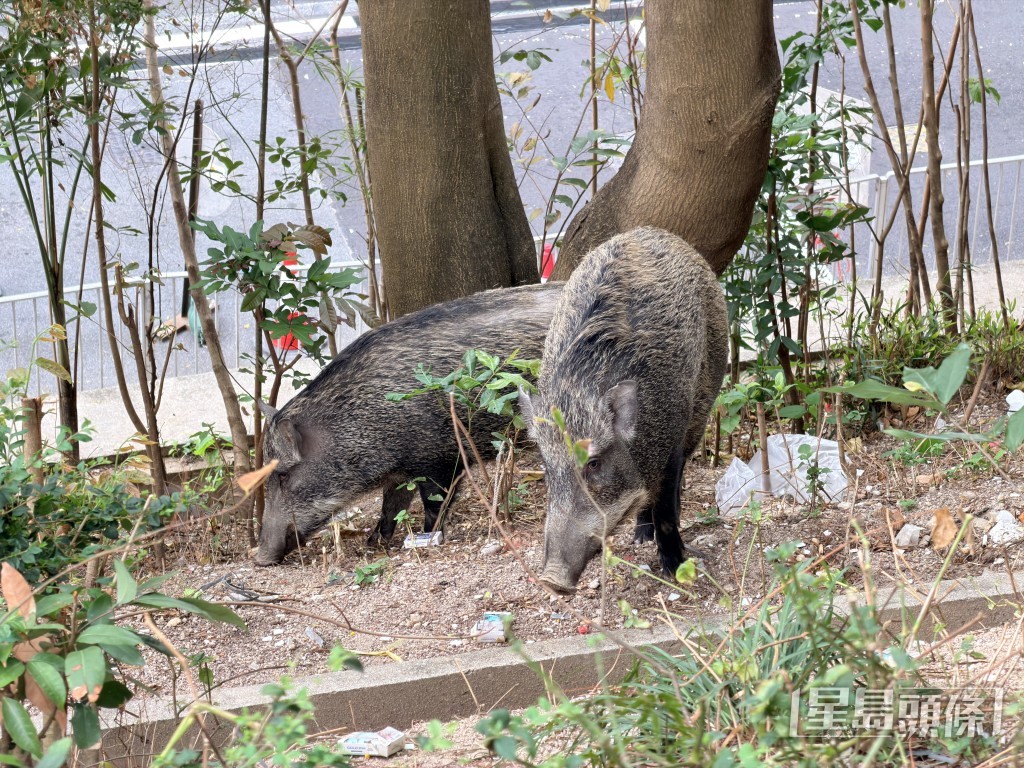 其中兩頭大野豬。梁國峰攝