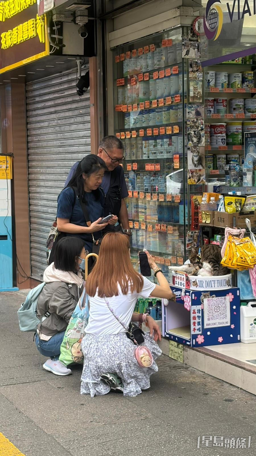 多間店舖的「貓店長」深得市民喜愛,圖為旺角藥房的「吳生」。 多間店舖的「貓店長」深得市民喜愛,圖為旺角藥房的「吳生」。