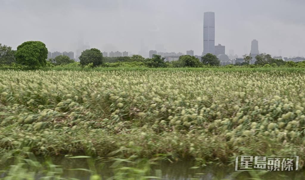 当局早前向立法会提交文件,拟修例取消部分米埔边境禁区。 保安局 当局早前向立法会提交文件,拟修例取消部分米埔边境禁区。 保安局